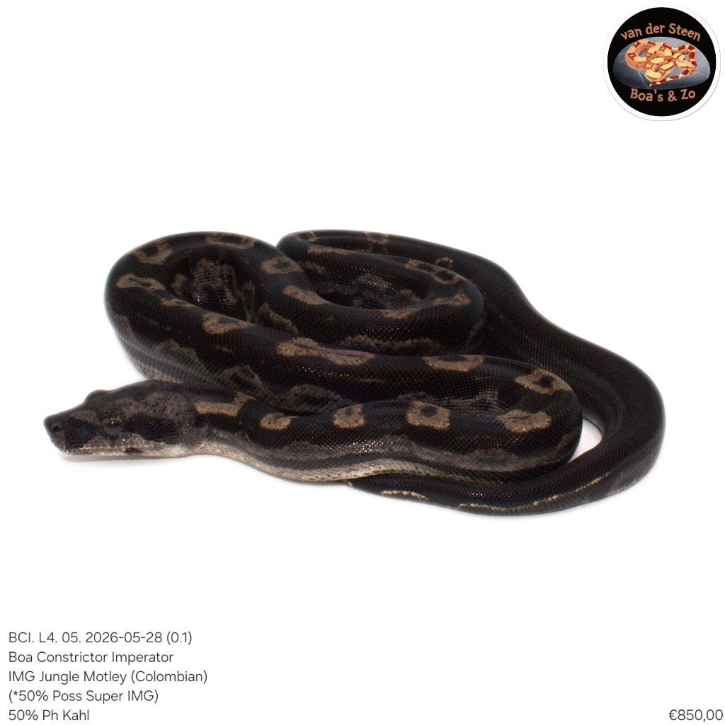 Boa Constrictor Imperator Litter 04 2026 Boa Constrictor photo 5