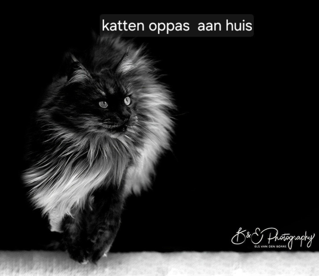 Kattenoppas aan huis (regio Zaandam), Ophalen of Verzenden, Zo goed als nieuw
