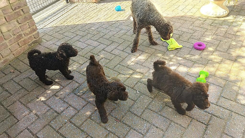 chocolade bruine  f4 labradoodle pups, Parvo, Overige rassen, 8 tot 15 weken, Meerdere