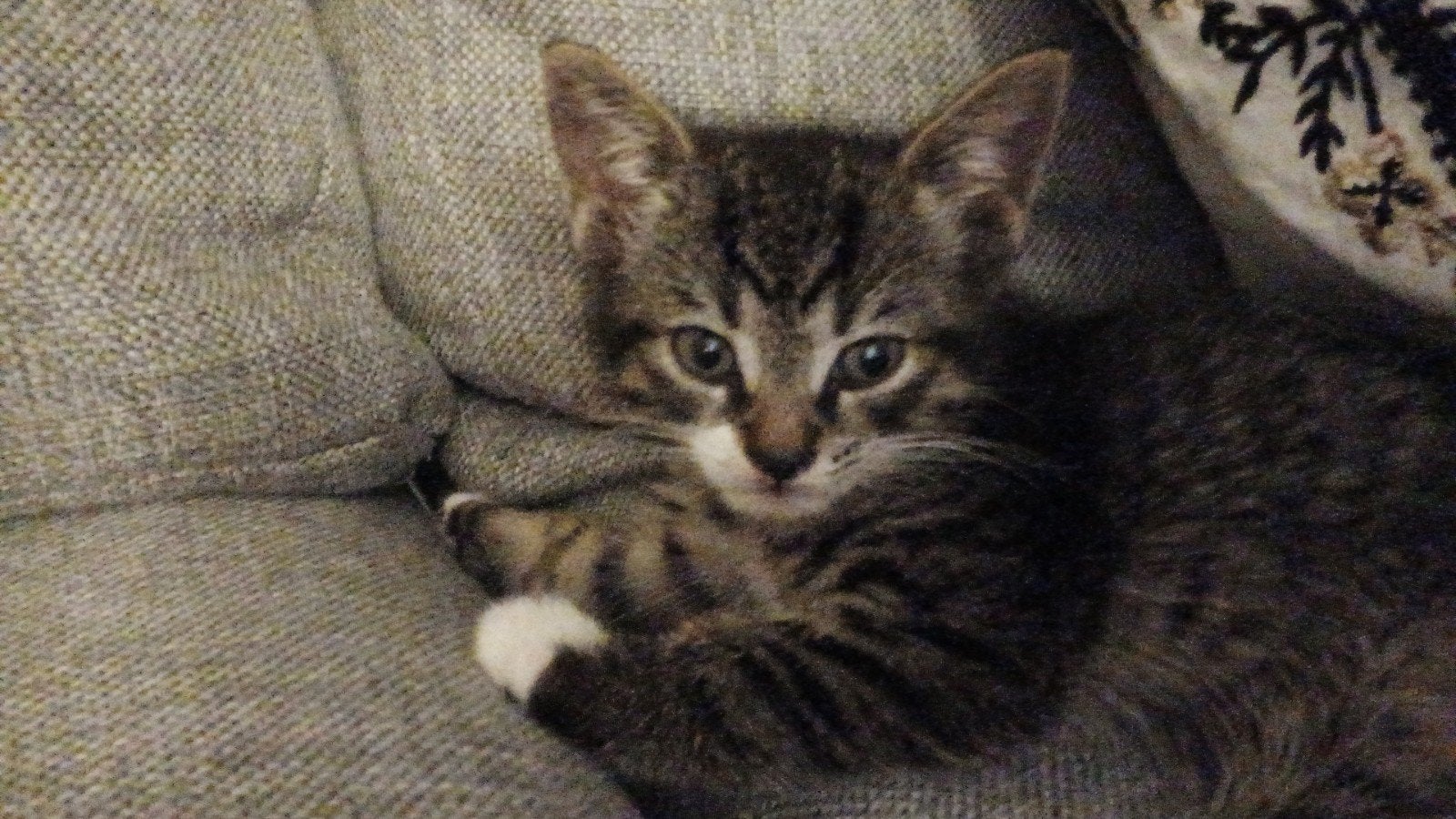 kittens Europese korthaar
