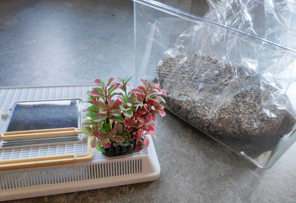 SNEL WEG €10 - Kleine kunststof aquarium of reiskooi. NIEUW!, Kooi, Muis, Ophalen, Minder dan 60 cm