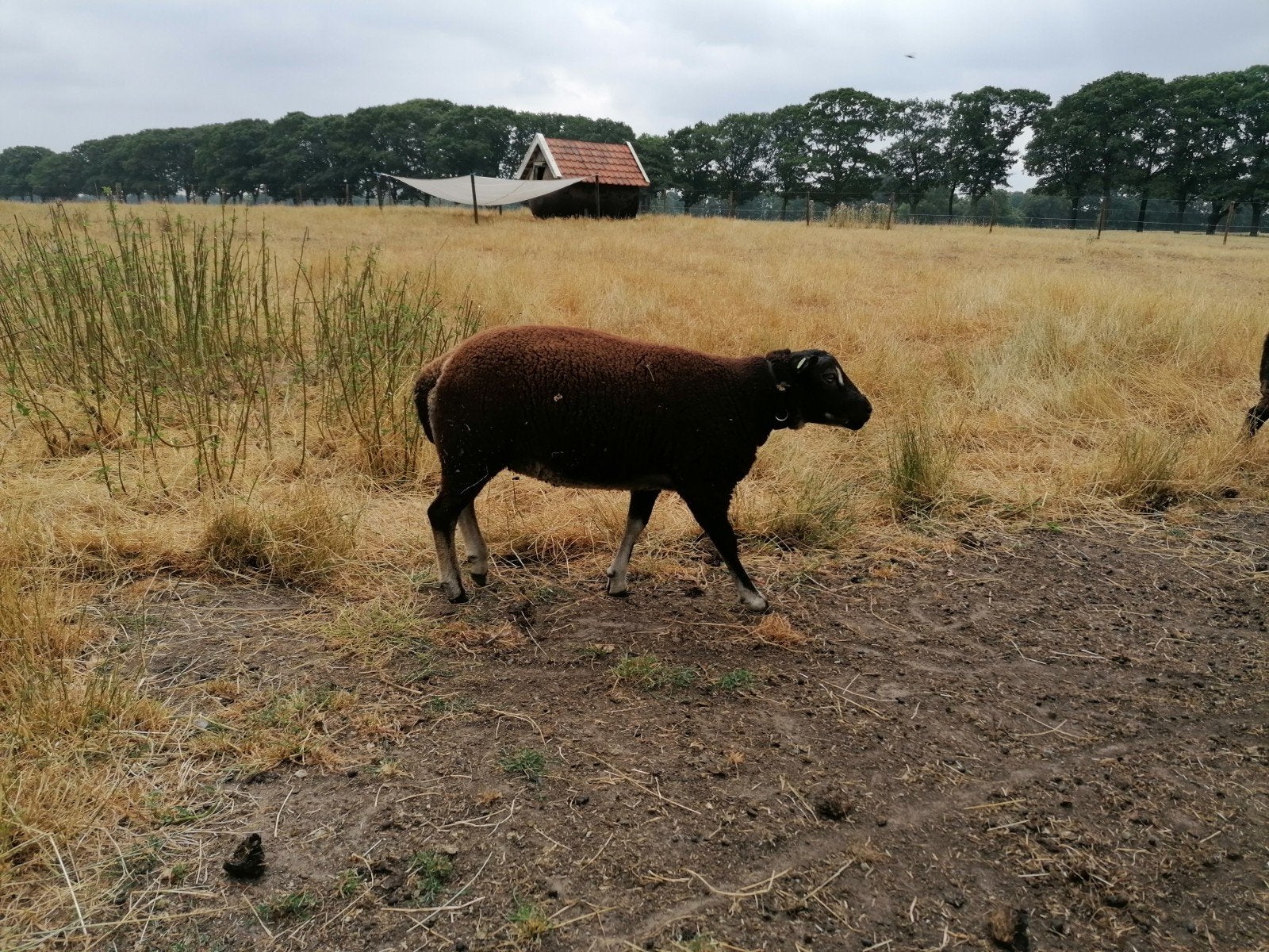 Dassenkop overloper ram, Dieren en Toebehoren, Schapen, Geiten en Varkens, Mannelijk, Schaap