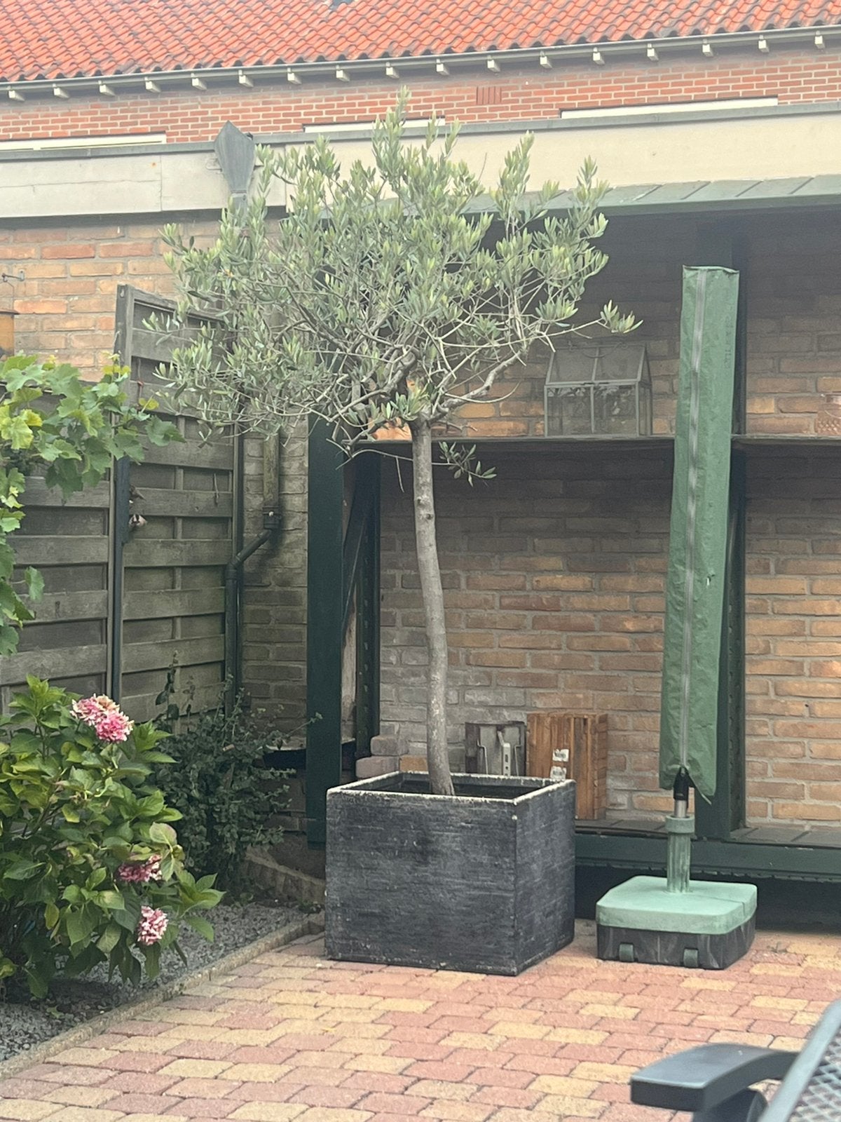Mooie volwassen olijfboom  2,2 m – dikke stam – grote pot, Ophalen