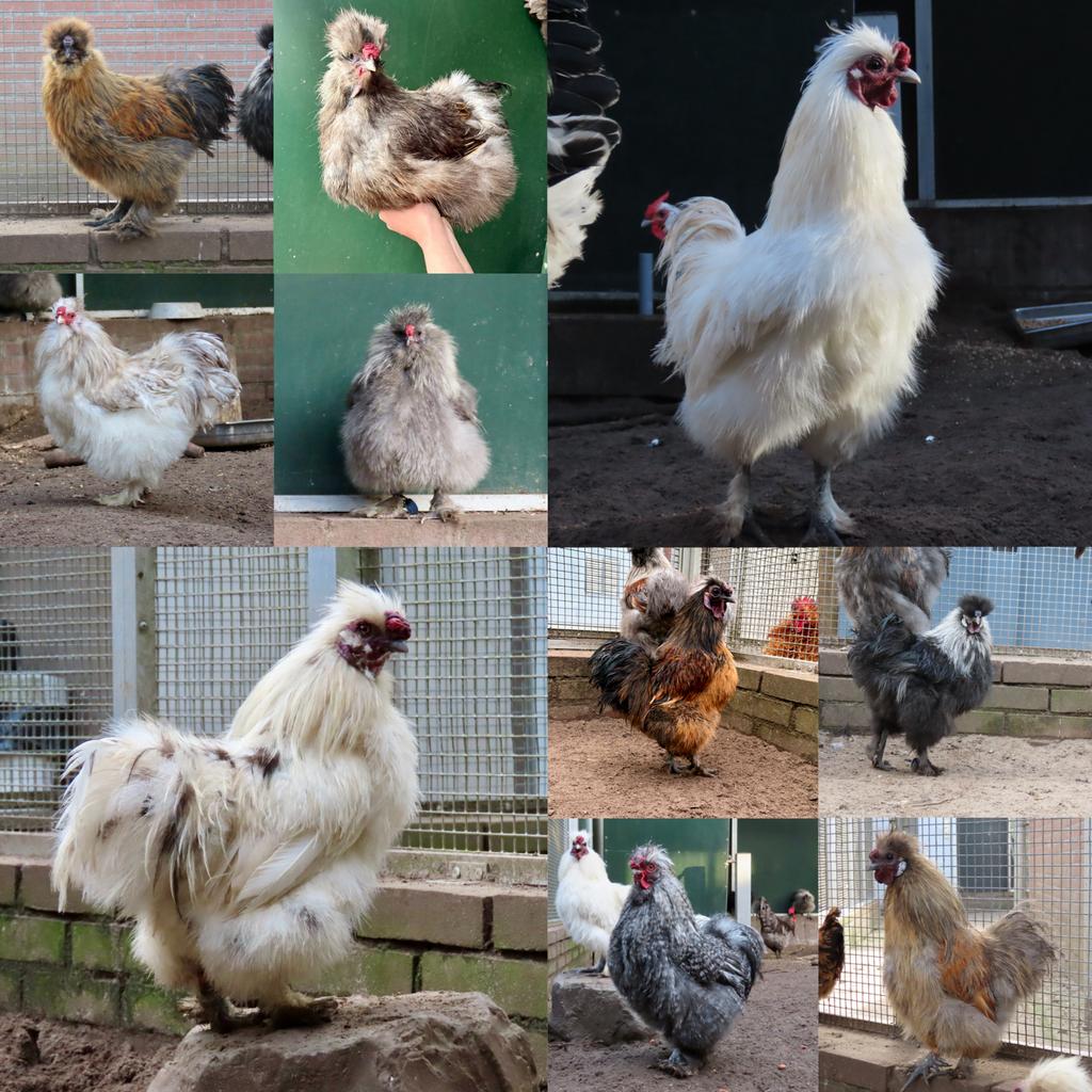 Diverse zijdehoen hanen, Mannelijk, Kip
