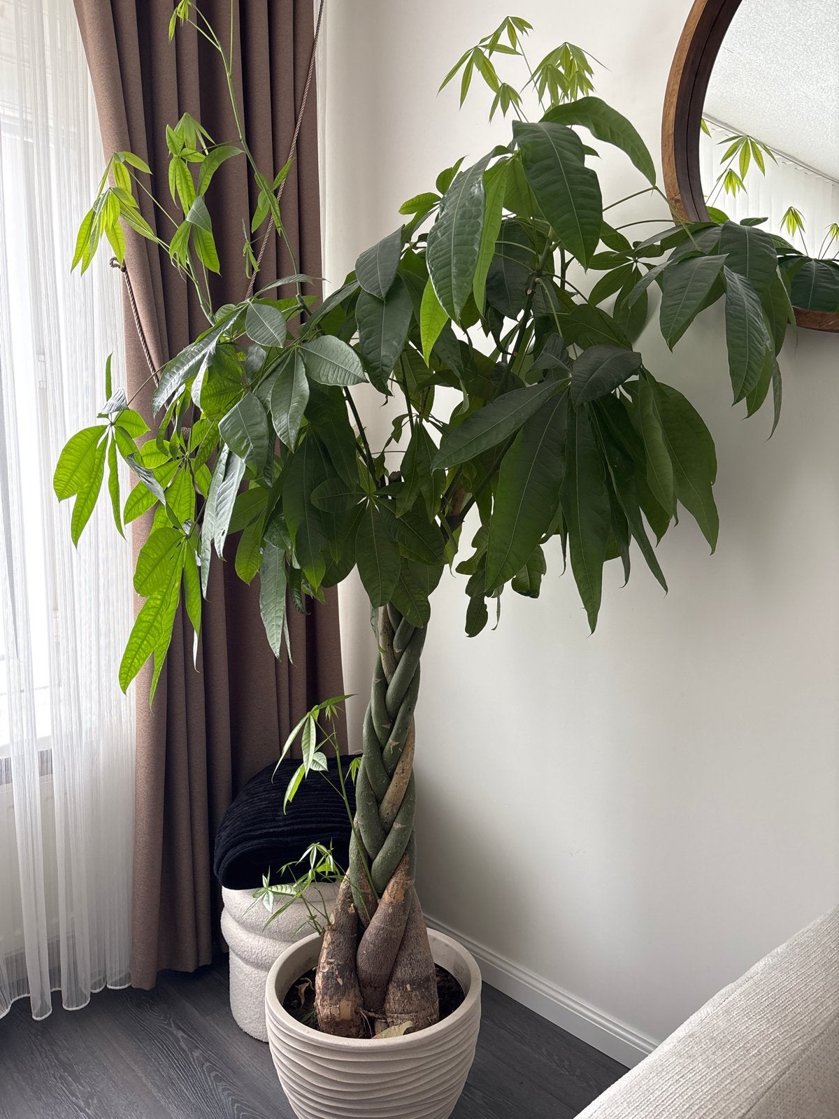 Gevlochten Pachira Aquatica - Geldboom, Ophalen, Overige soorten, Halfschaduw, In pot