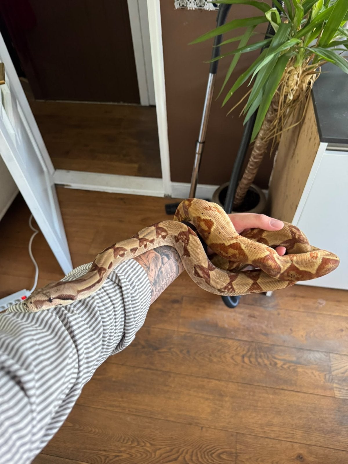 Surinaamse roodstaartboa constrictor nu 1.40m lang Boa Constrictor photo 2