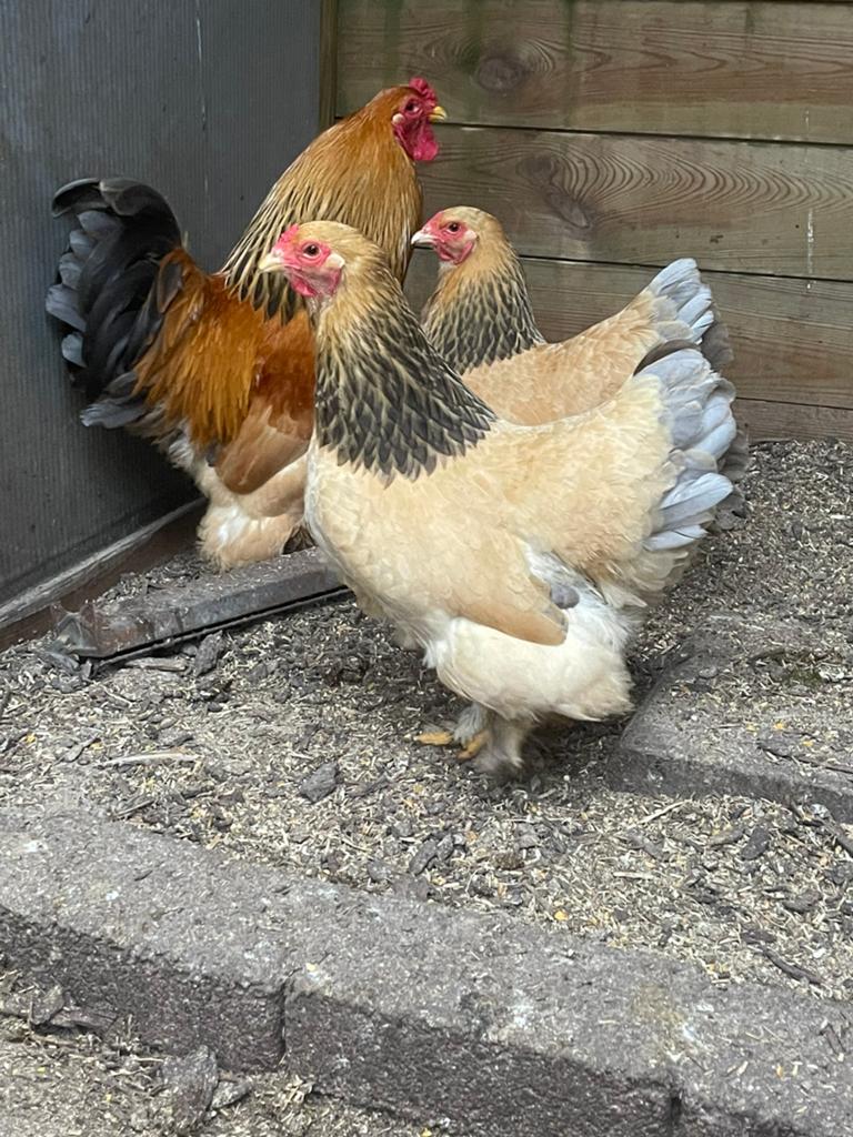 Broedeieren brahma kriel buff-blauw columbia, Dieren en Toebehoren, Pluimvee, Geslacht onbekend, Kip