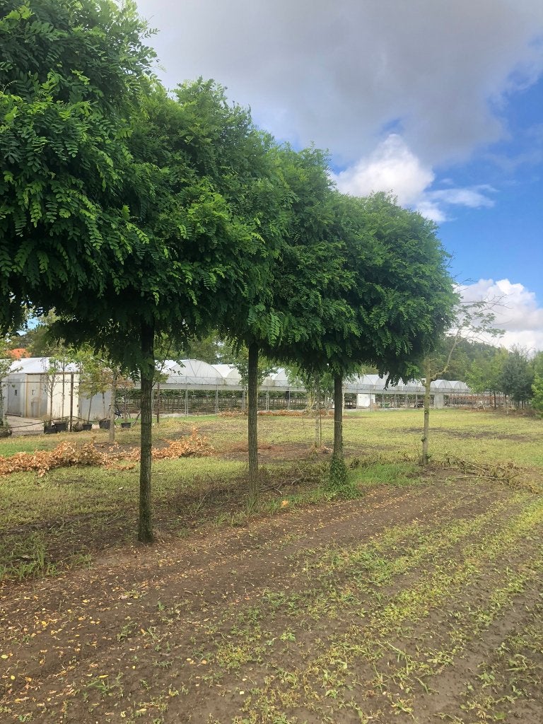 bol acacia  outlet, Volle zon, Lente, 100 tot 250 cm, Overige soorten