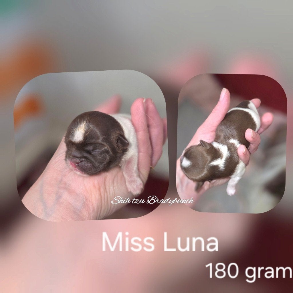 Raszuivere Shih tzu pups 🩷 3  teefjes 🩷, Dieren en Toebehoren, Honden | Chihuahua's en Gezelschapshonden, Meerdere dieren, Overige rassen