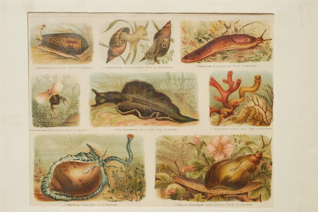 Slakken - Antieke illustratie (1888), Verzenden, Voor 1940, Gebruikt, Dier