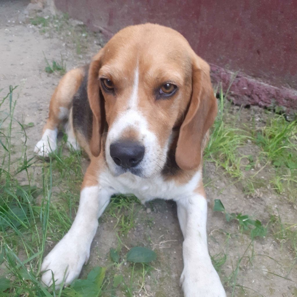 DENNIE, SCHAT VAN EEN BEAGLE, REUTJE ZOEKT THUIS, Particulier, Reu, Buitenland, Eén hond