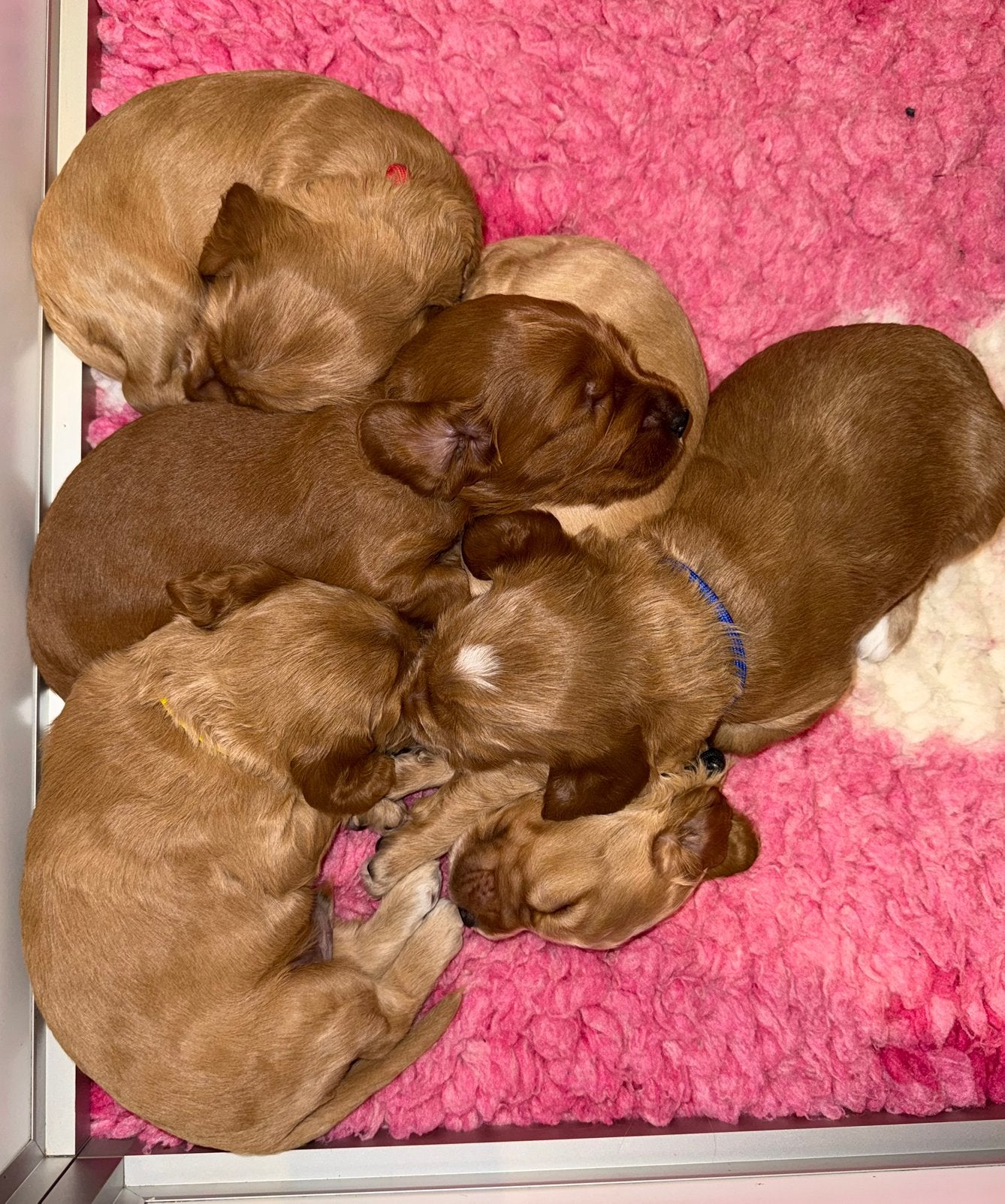 Prachtige F1 Cockapoo pups uit geteste ouders. Nog 1 reutje., Dieren en Toebehoren, Honden | Niet-rashonden, Parvo, 8 tot 15 weken