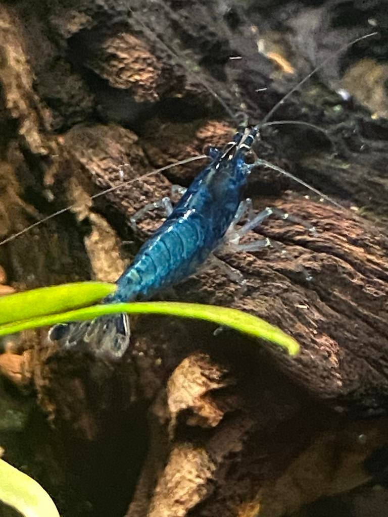 Blauwe garnalen, Dieren en Toebehoren, Vissen | Aquariumvissen, Kreeft, Krab of Garnaal