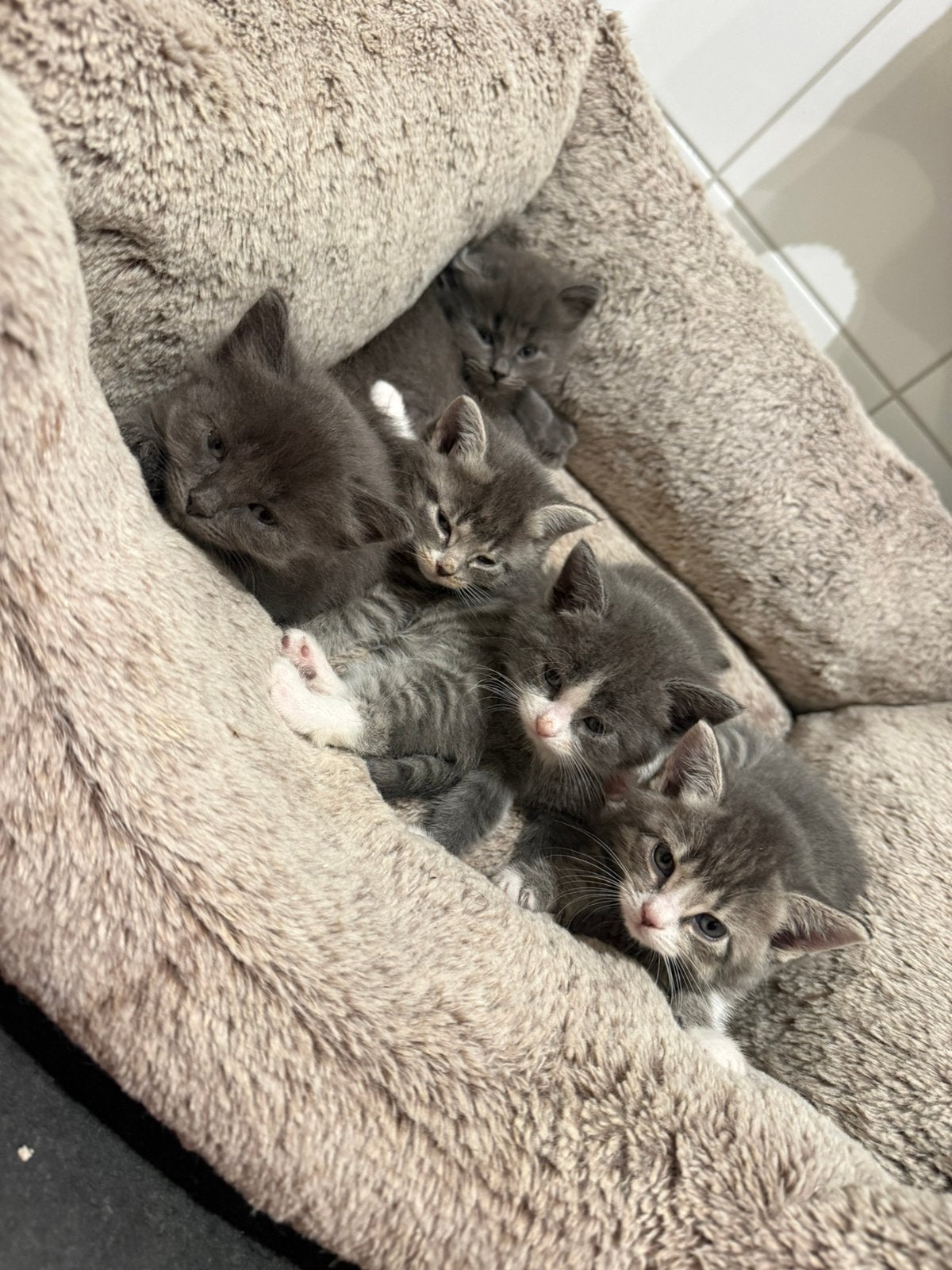 Kittens