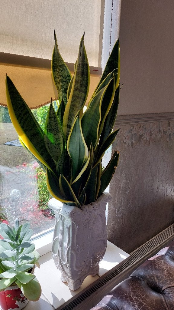mooie huiskamerplanten met sierpot, Ophalen, Overige soorten, Halfschaduw, In pot