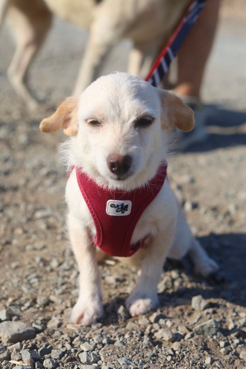 Lady verblijft in Cyprus, Handelaar, Buitenland, Teef, Parvo