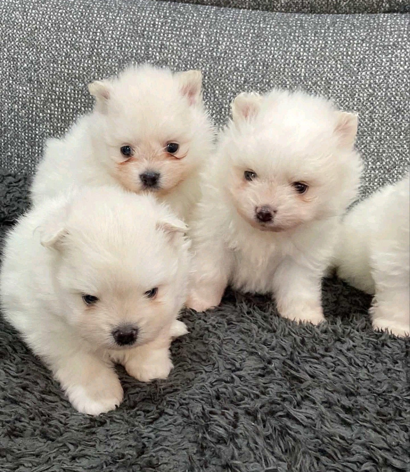 Pomeranian pups reutjes, Meerdere, Nederland, Particulier, Reu