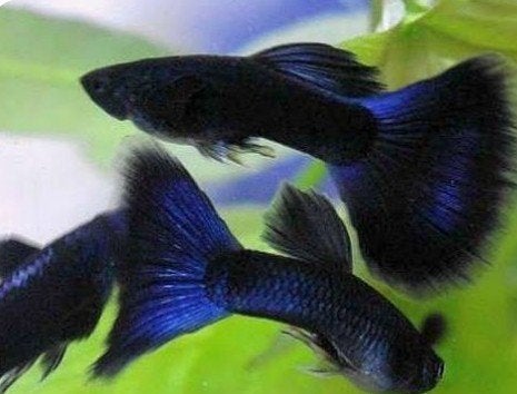 Blue Moscow guppen, Dieren en Toebehoren, Vissen | Aquariumvissen, Vis
