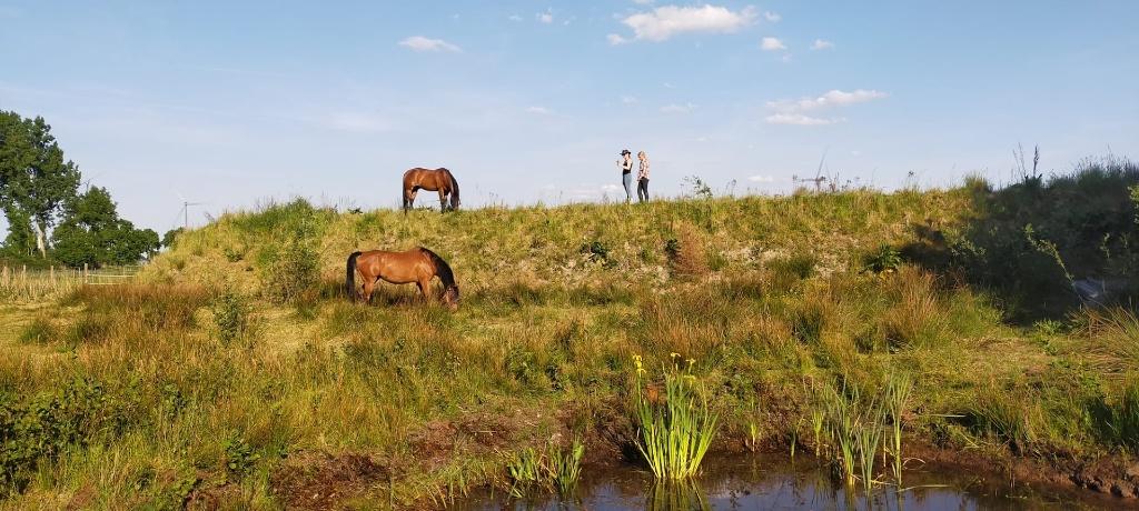 Paddock Paradise regeneratieve paardenplek (volpension), Dieren en Toebehoren, Stalling en Weidegang, Weidegang, 4 paarden of pony's of meer