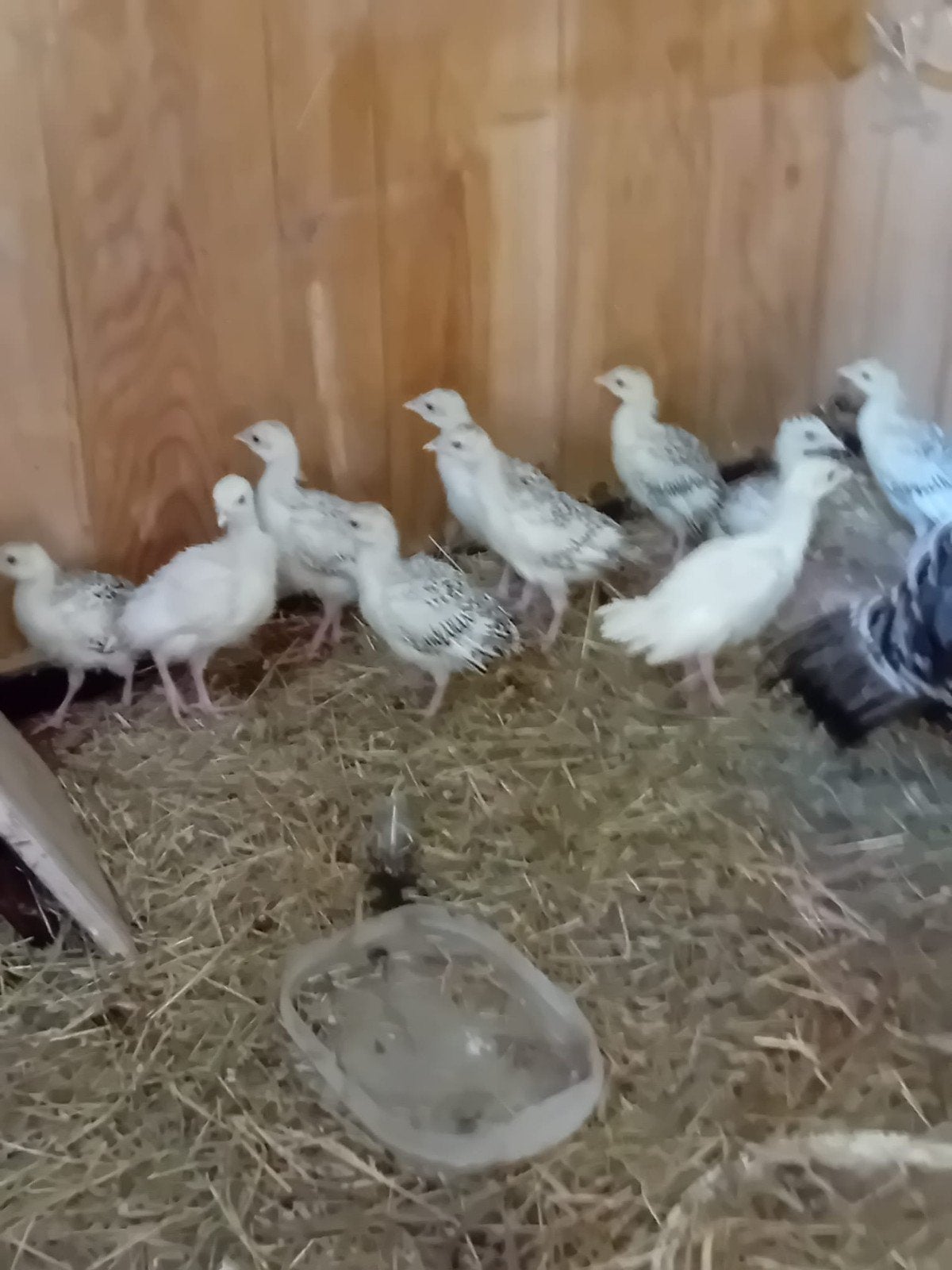 Te koop, Dieren en Toebehoren, Pluimvee, Meerdere dieren, Kalkoen