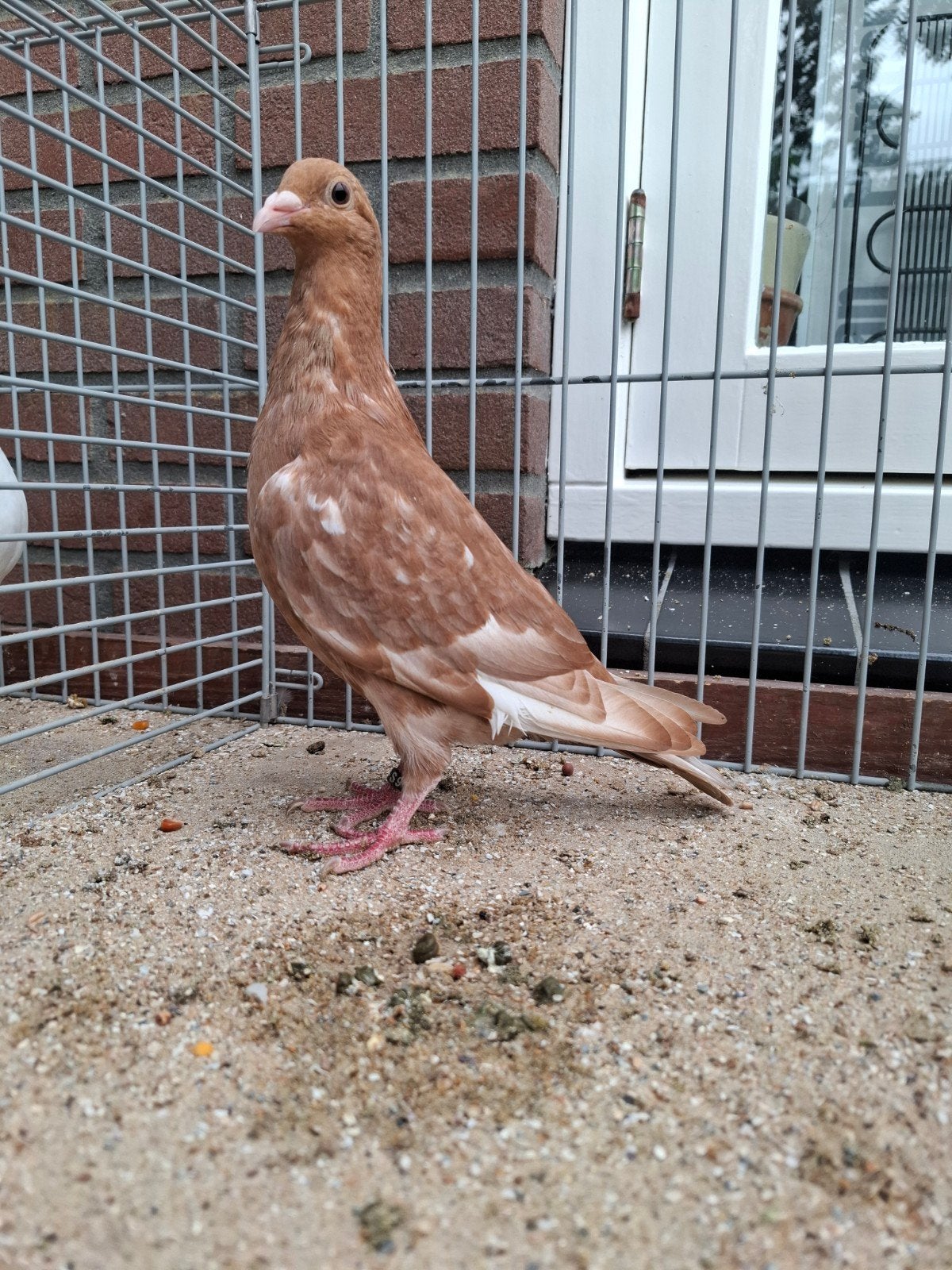 Geelagaat kleurpostduif, Dieren en Toebehoren, Vogels | Duiven, Mannelijk, Postduif