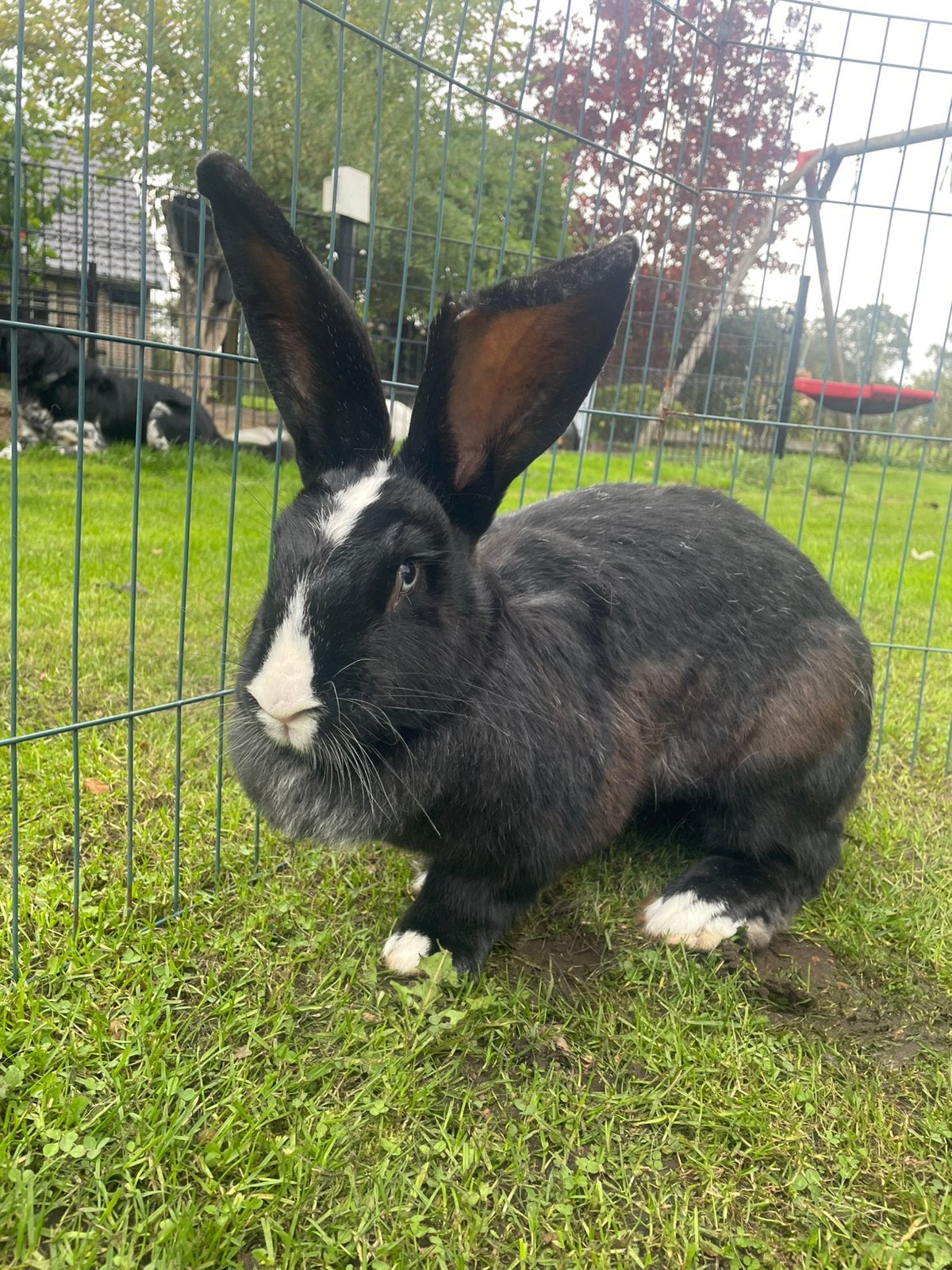 Vlaamse reus voedster zwart, Dieren en Toebehoren, Vrouwelijk, Groot