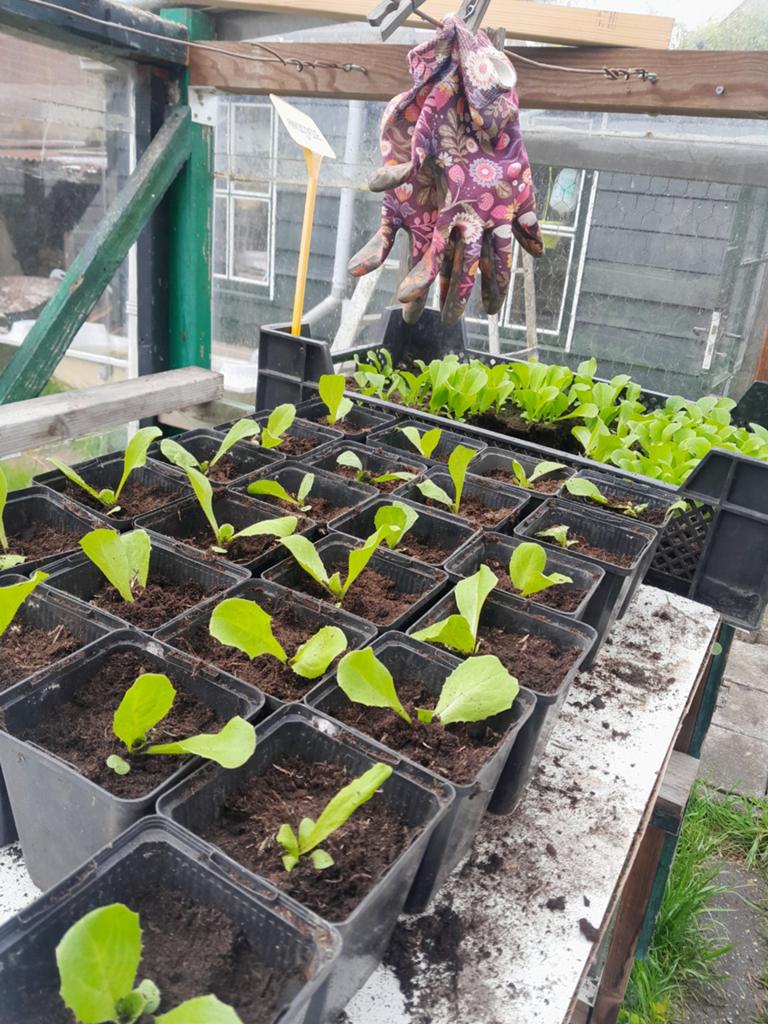 Andijvieplantjes, Tuin en Terras, Ophalen of Verzenden, Overige soorten, Volle zon
