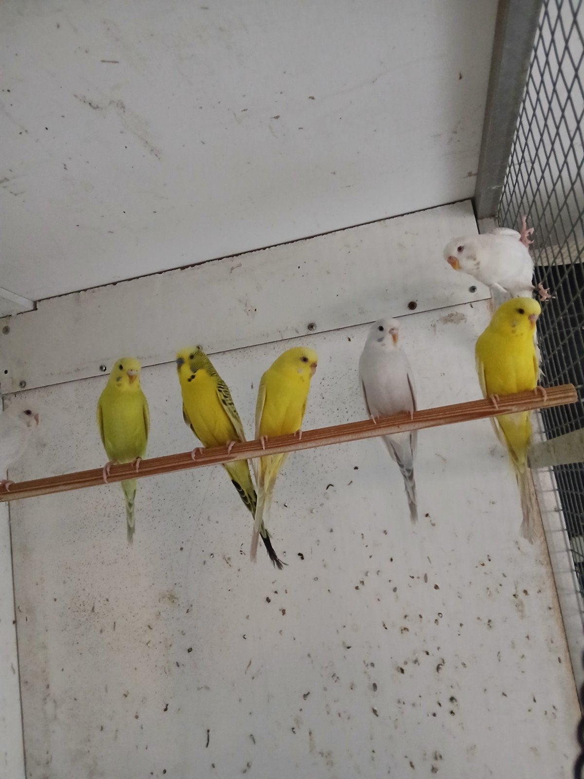 mooie grasparkieten, Meerdere dieren, Parkiet, Geringd