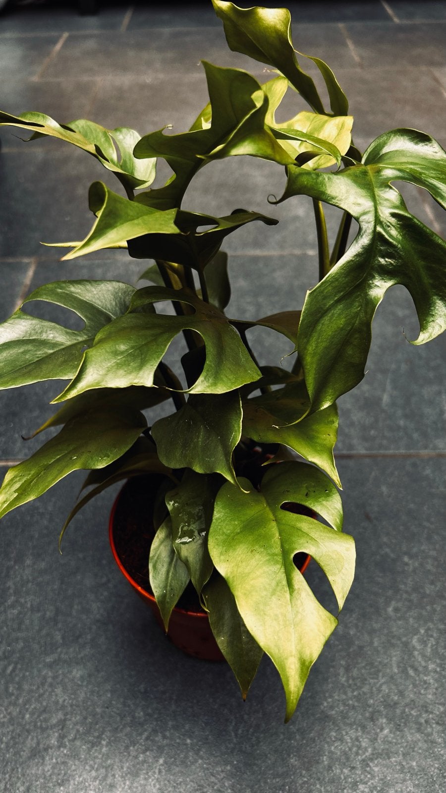 Rhaphidophora Tetrasperma (Monstera Minima), Huis en Inrichting, Kamerplanten, Ophalen, Overige soorten, Halfschaduw, In pot