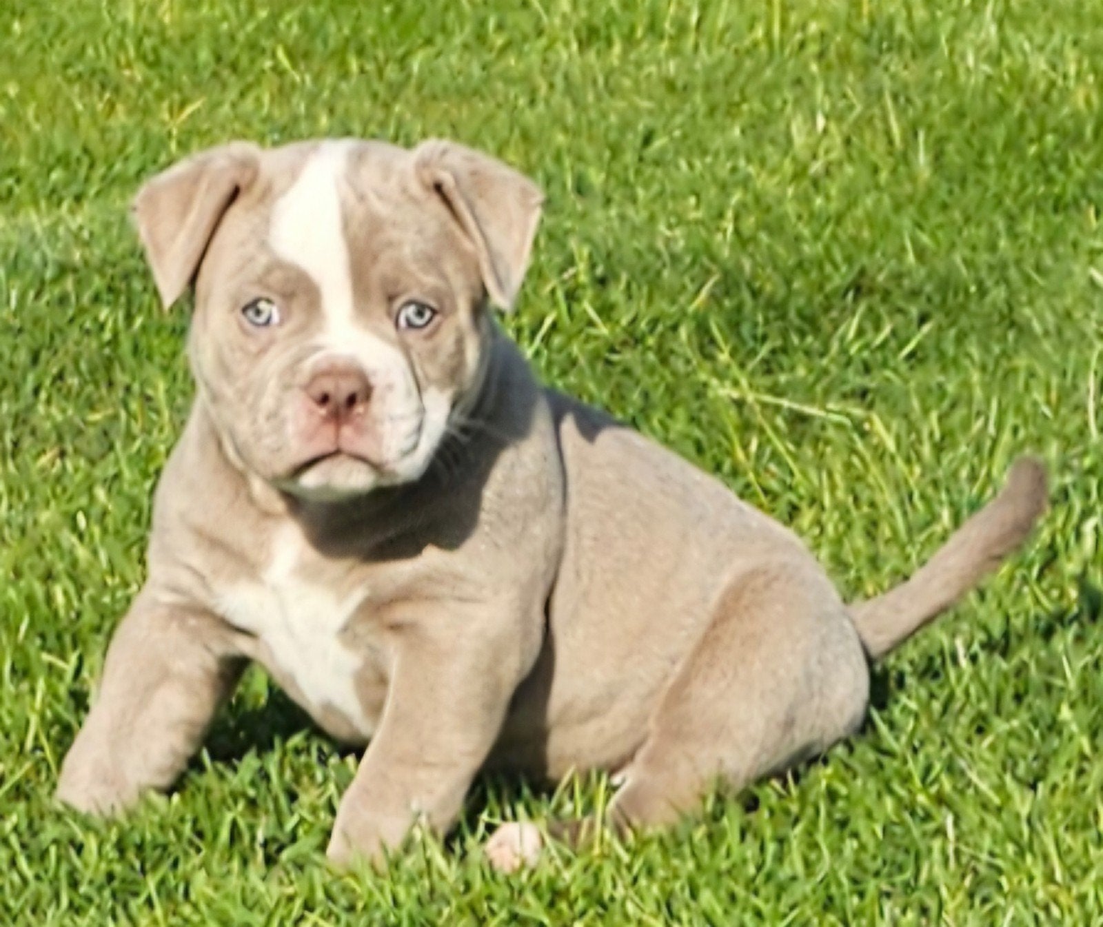 Prachtige Old English Bulldog pup reu, Dieren en Toebehoren, Honden | Bulldogs, Pinschers en Molossers, 8 tot 15 weken, Meerdere