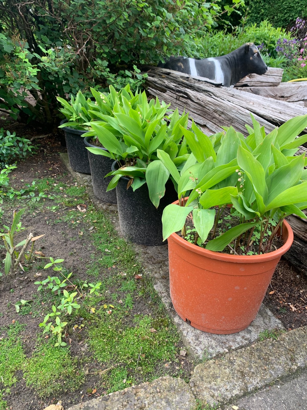 Lelietjes van Dalen, Ophalen, Bodembedekkers, Vaste plant, Halfschaduw