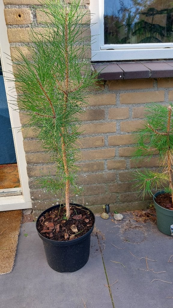 Zwarte den, Zeeden, Japanse taxus, bomen, Bloeit niet, Overige soorten, Minder dan 100 cm, Ophalen