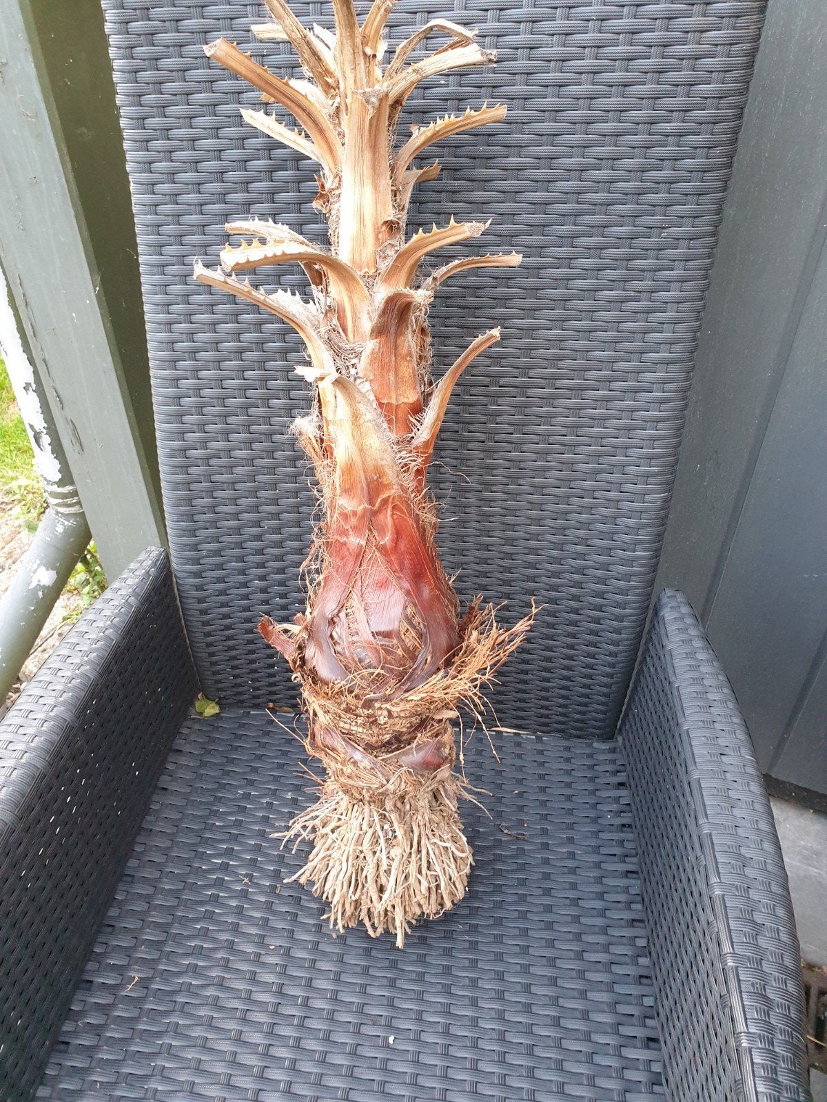 Stam van wasingtonia palmboom, 100 tot 250 cm, Zomer, Palmboom, Ophalen