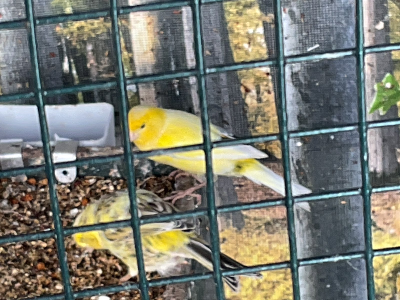 London fancy kanaries, Dieren en Toebehoren, Vogels | Kanaries, Meerdere dieren, Kleurkanarie