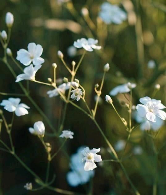Zaden gipskruid wit - Gypsophila elegans, Overige soorten, Volle zon, Zomer, Verzenden