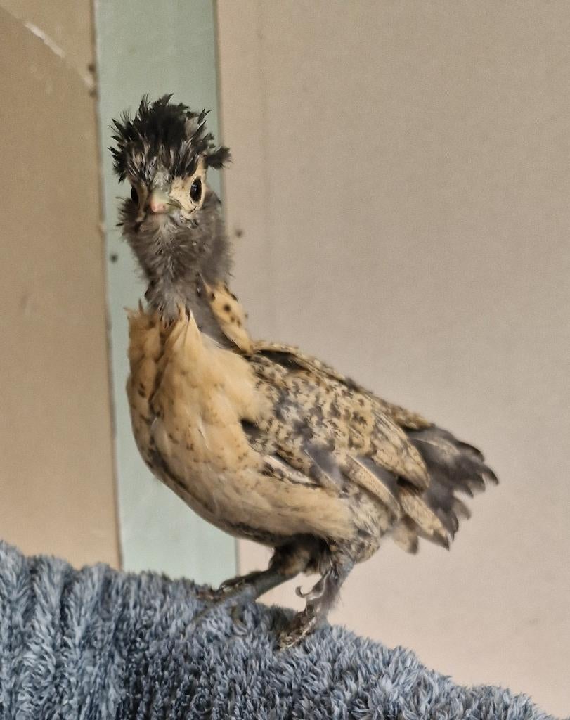 USA zijdenhoen haantje gladveer, Dieren en Toebehoren, Pluimvee, Mannelijk, Kip