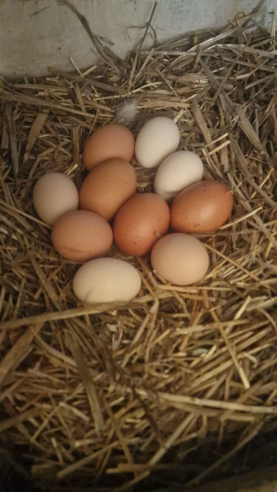 Broedeieren te koop, Dieren en Toebehoren, Pluimvee, Geslacht onbekend, Kip