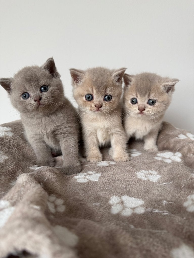 Britse korthaar Kitten uit Duitsland, Meerdere dieren, Ontwormd, 0 tot 2 jaar