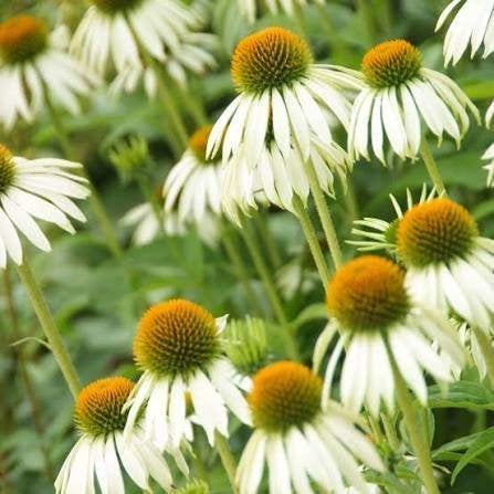 Mooie Echinacea purpurea (Zonnehoed) in pot!, Ophalen, Overige soorten, Volle zon