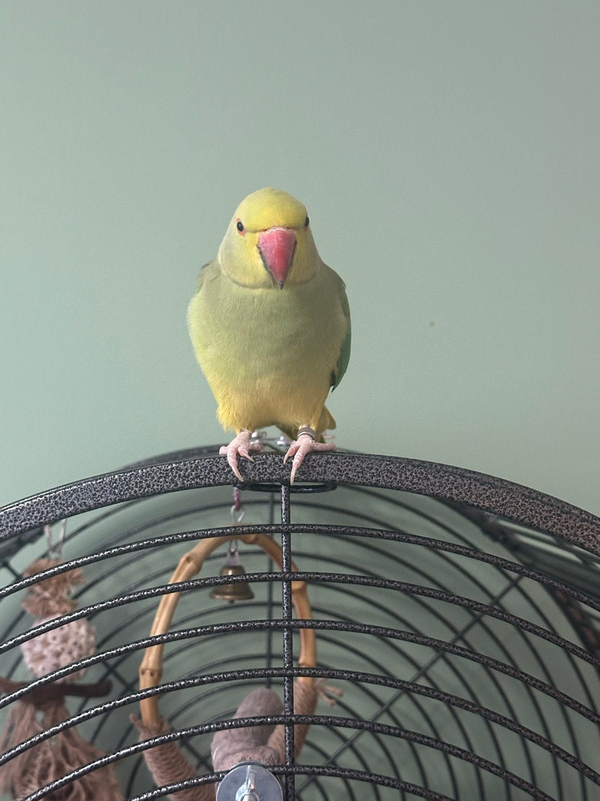 Halsband parkiet tam bieden, Dieren en Toebehoren, Vrouwelijk, Geringd