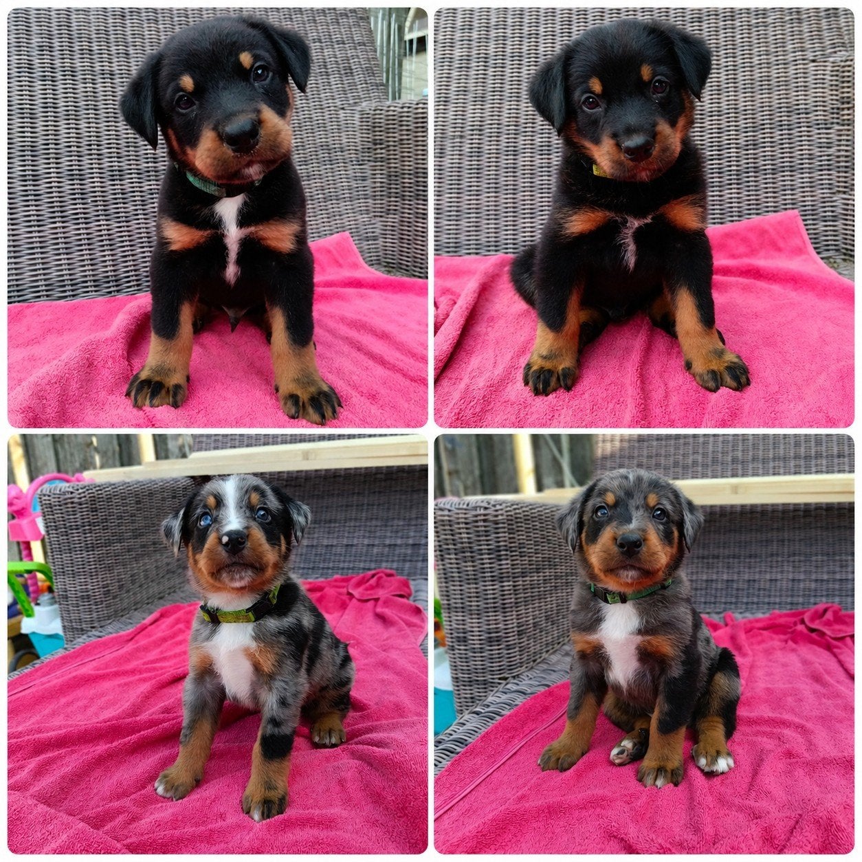 Beaucer Sennen pups! (Merle Beauceron x Berner Sennen), Parvo, Meerdere, Meerdere dieren, Nederland