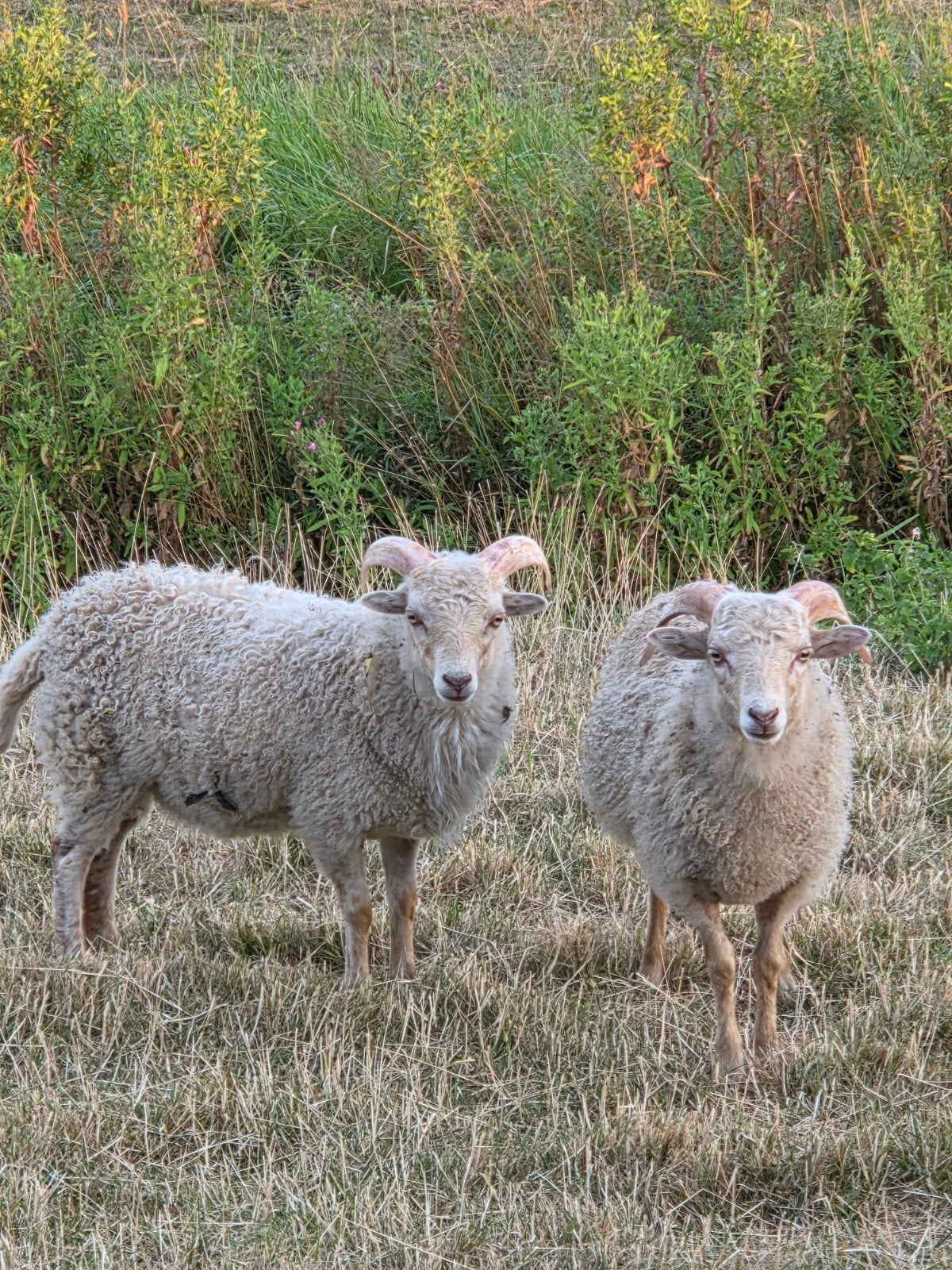 Ouessant ram lammen, Dieren en Toebehoren, Schapen, Geiten en Varkens, Mannelijk, Schaap, 0 tot 2 jaar