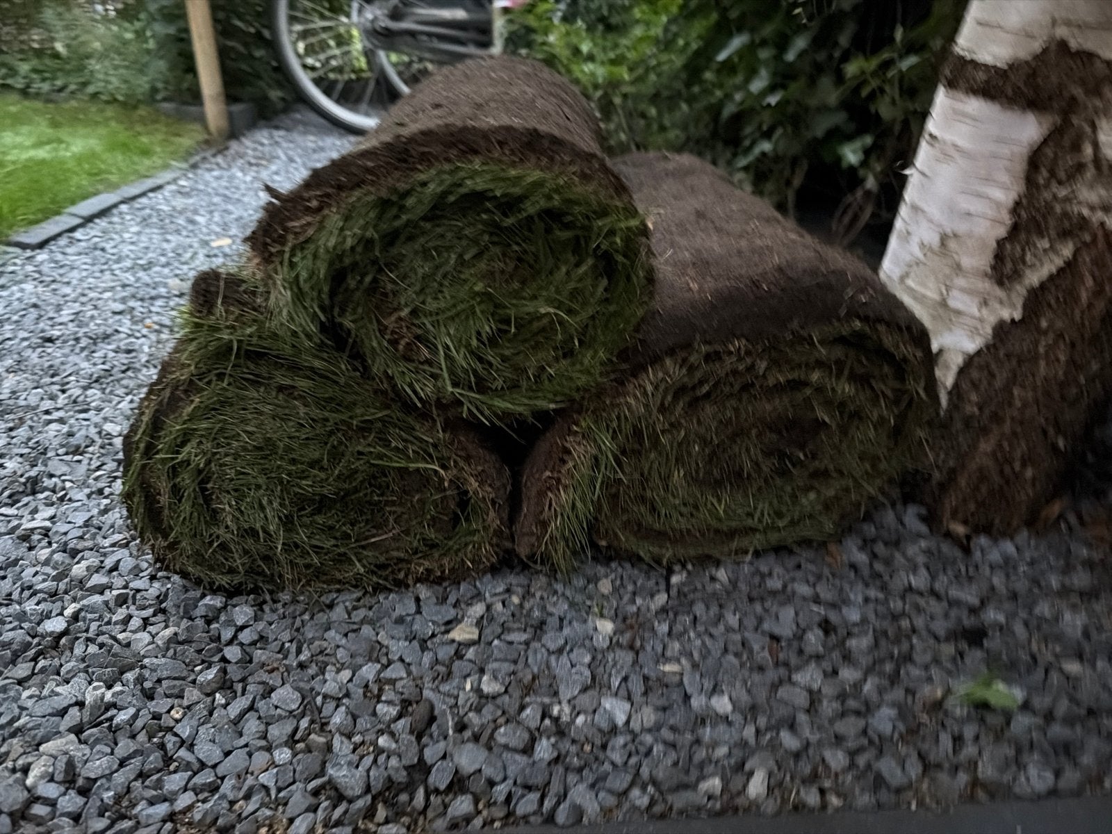 Gratis 3 rollen graszoden, Tuin en Terras, Ophalen, Nieuw, Minder dan 10 m², Gras