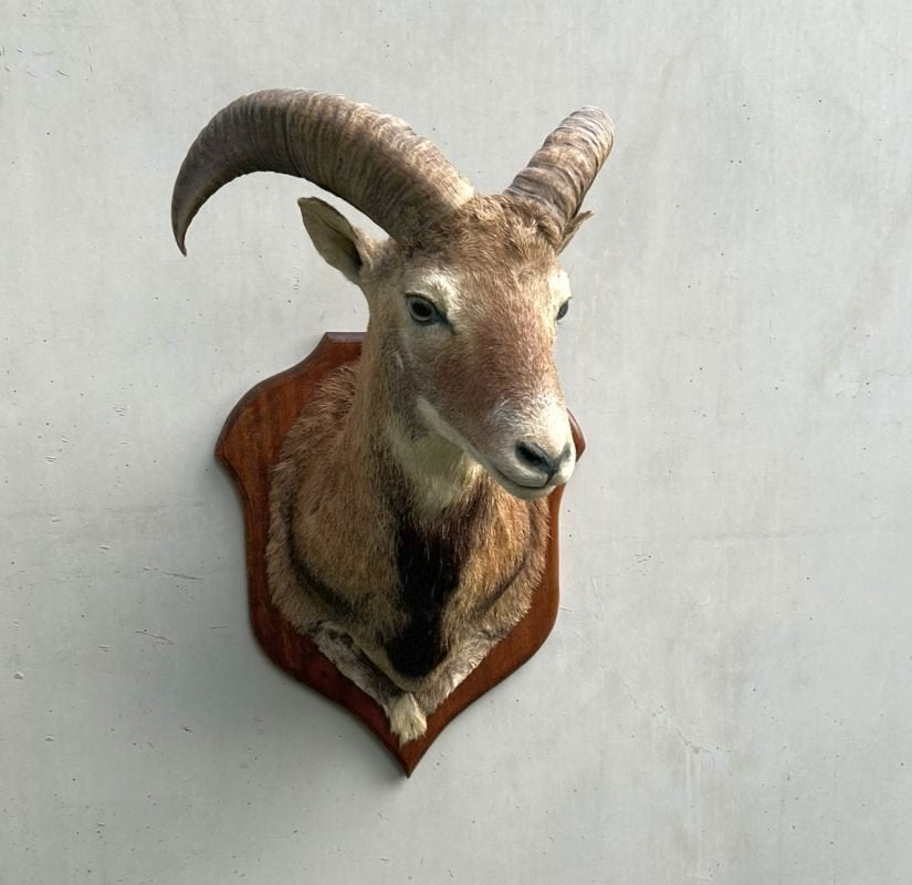 Moeflon Taxidermie - wild schaap, Ophalen of Verzenden, Gebruikt, Wild dier, Opgezet dier