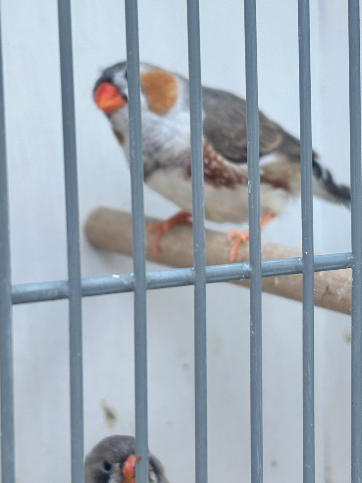 Jong koppel 2026, Dieren en Toebehoren, Vogels | Overige Vogels, Meerdere dieren