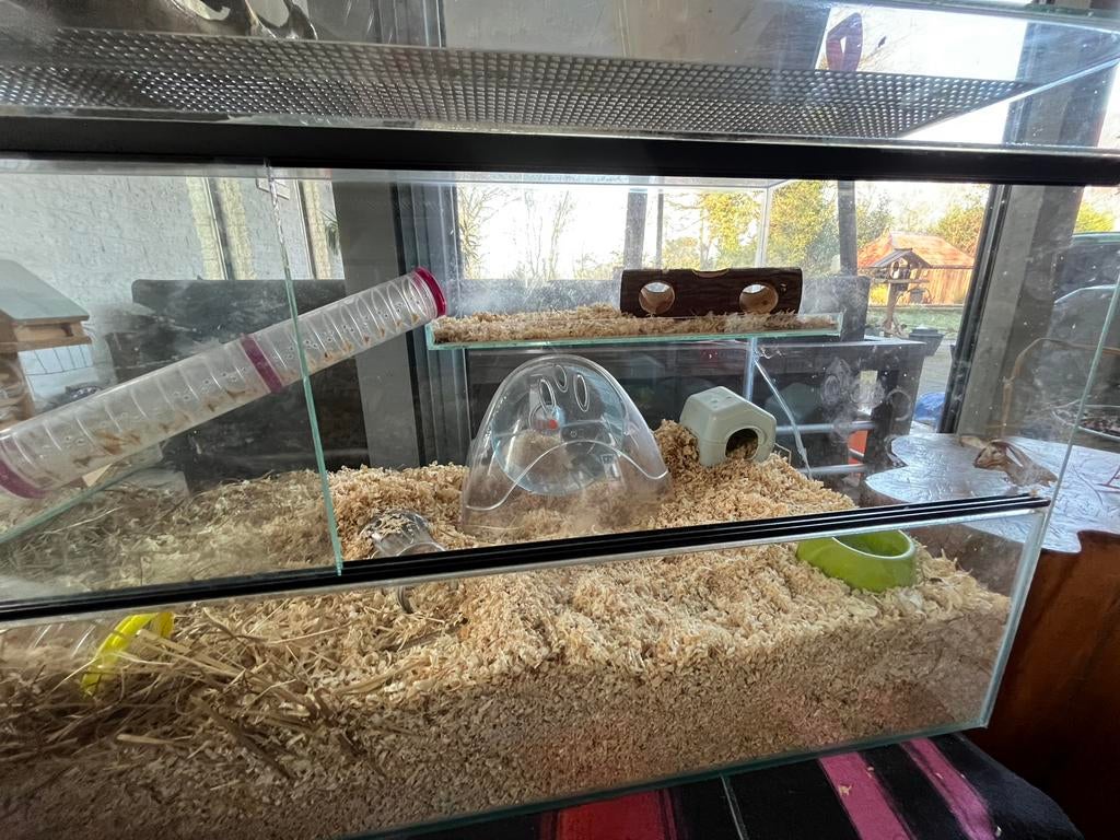 Terrarium voor hamster met veel toebehoren, Dieren en Toebehoren, Knaagdieren en Konijnen | Hokken en Kooien, Minder dan 60 cm