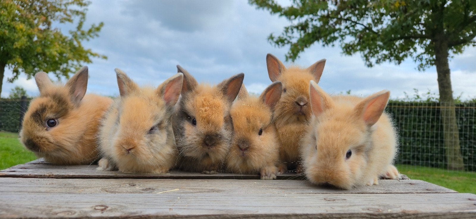 mooie vos konijnen, Meerdere dieren, Middelgroot, 0 tot 2 jaar
