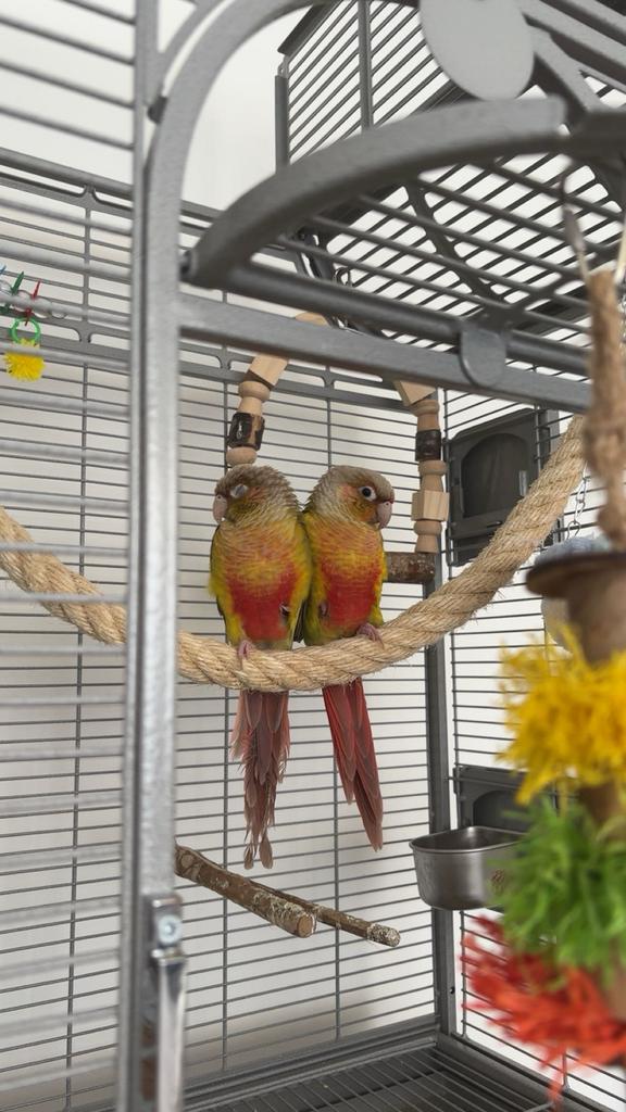 2 schattige pyrrhura’s, Dieren en Toebehoren, Mannelijk, Tam