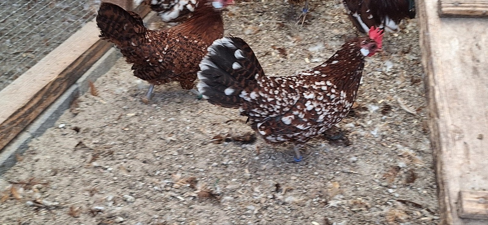 jonge roodbonte Friese krielen, Dieren en Toebehoren, Meerdere dieren, Kip