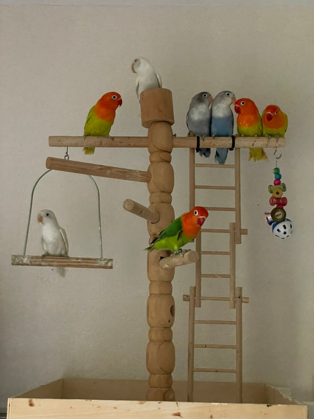 Prachtige en Lieve Agapornis Dwergpapegaai Lovebird Handtam, Meerdere dieren, Dwergpapegaai of Agapornis, Tam